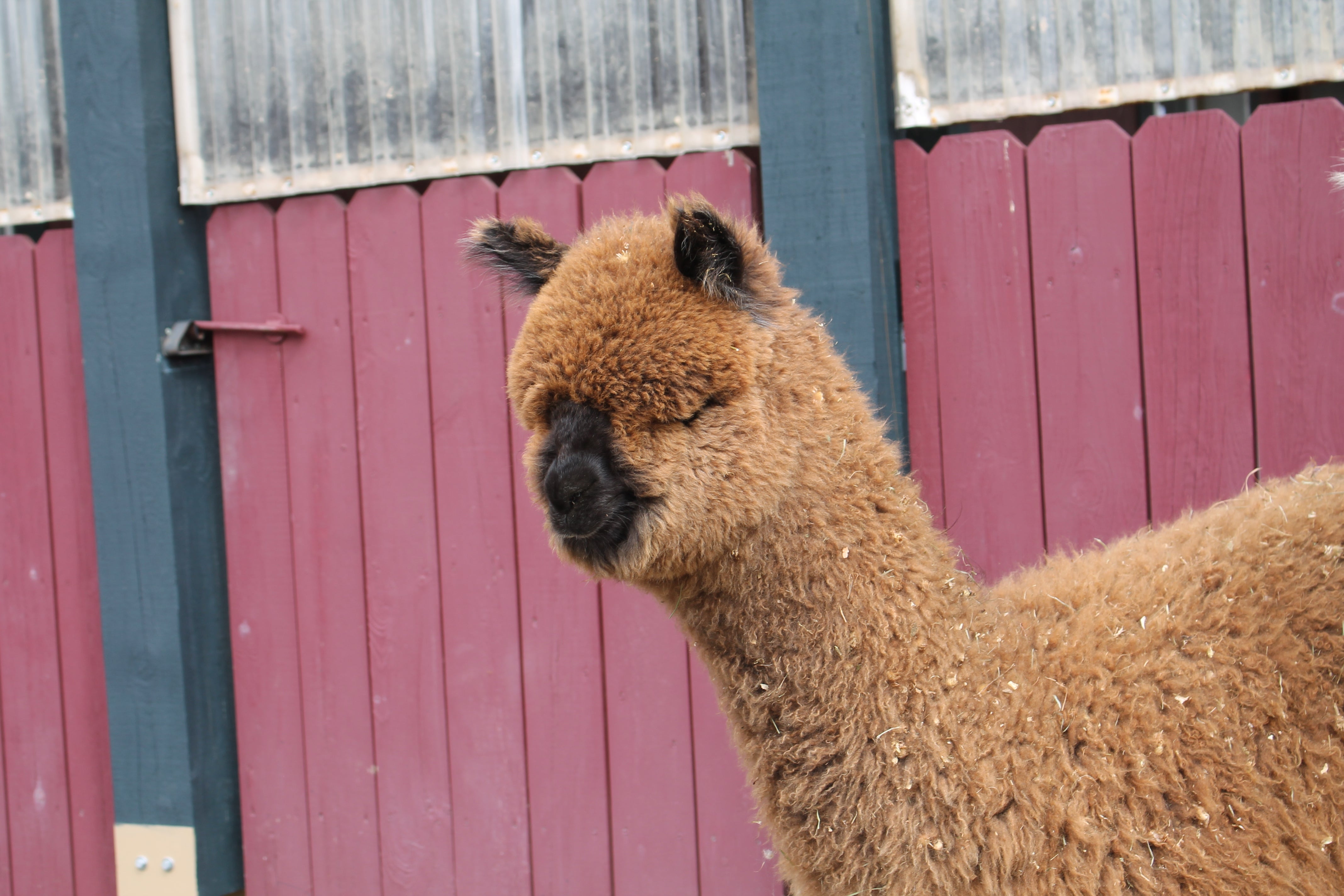 Mâles à vendre Domaine des Nobles Alpagas