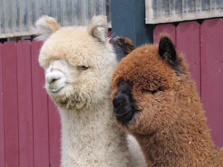 Trio mâles compagnons