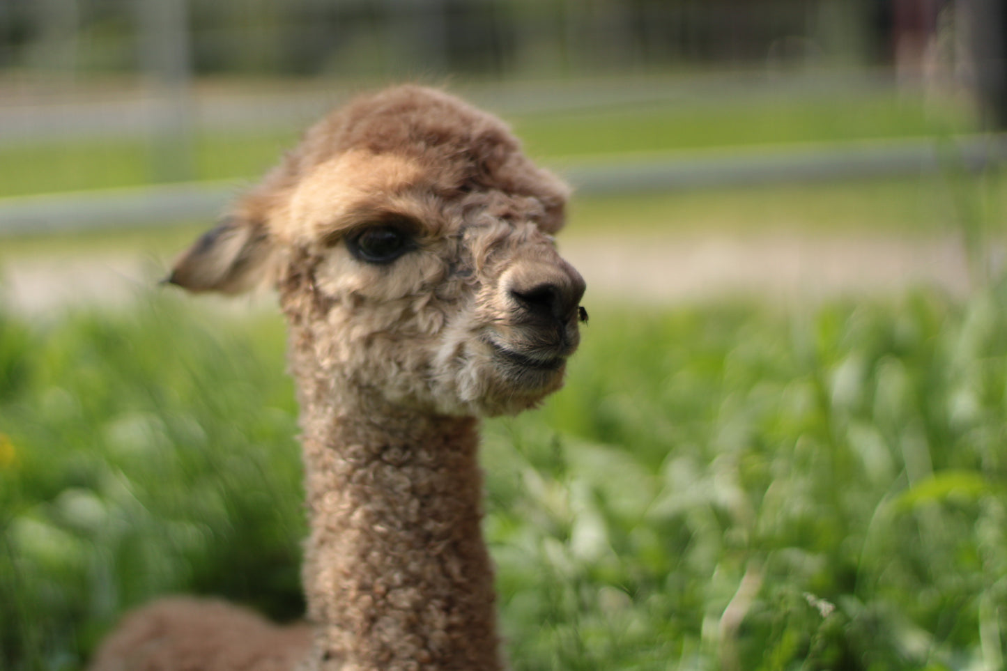 Noble Aerosmith du DNA