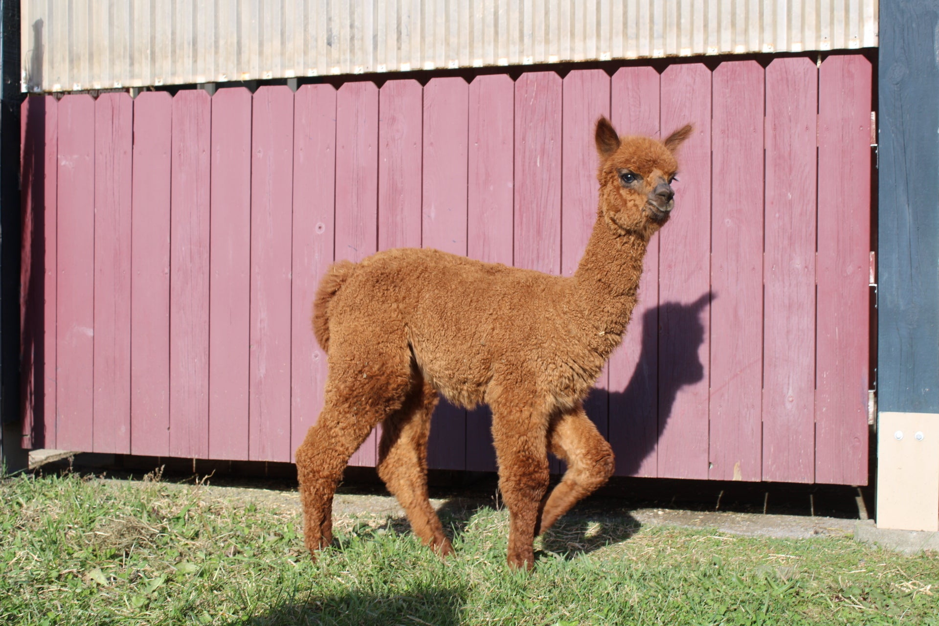 Noble Altitude du DNA Domaine des Nobles Alpagas