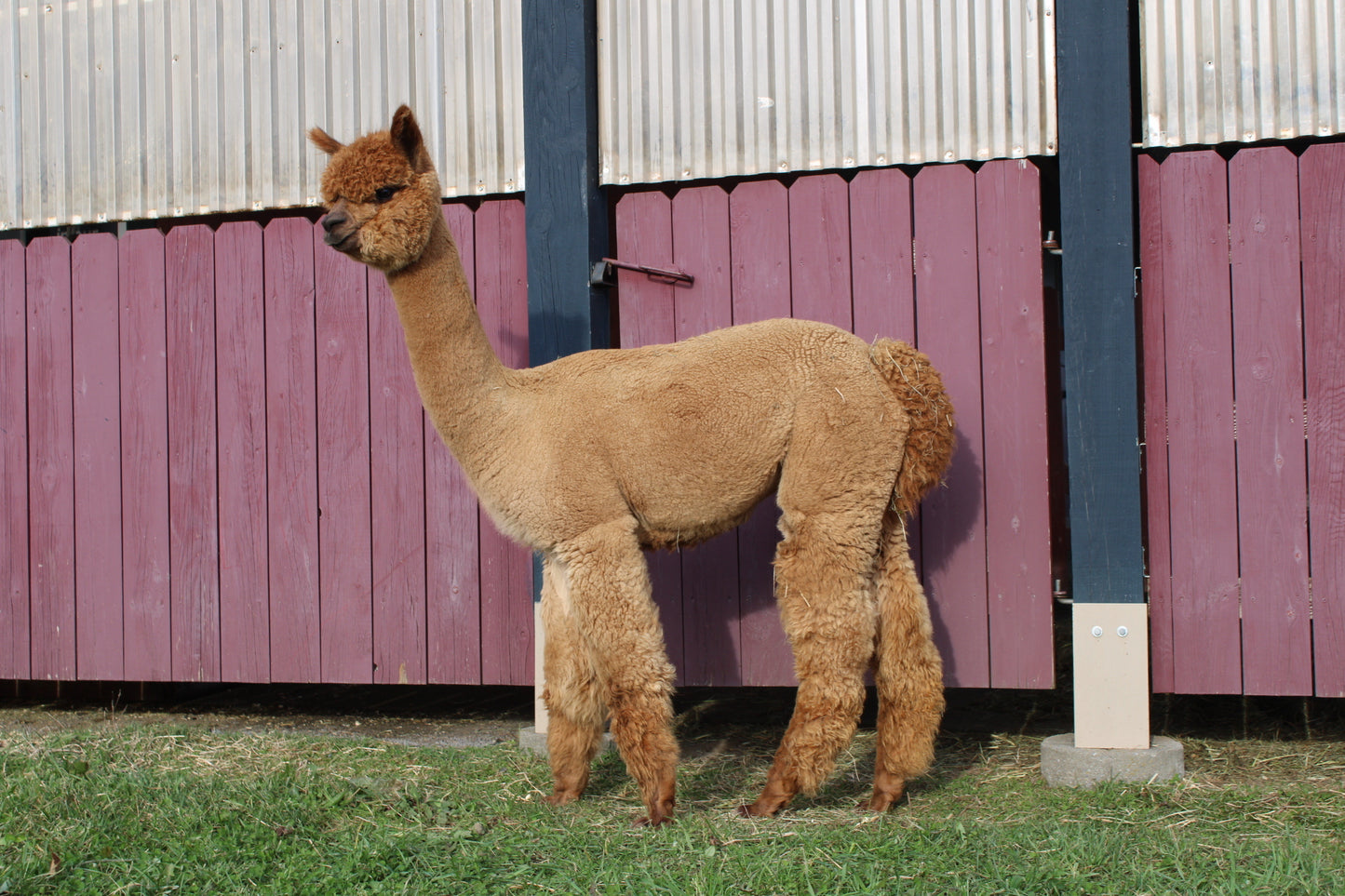 Miss Amulette du DNA