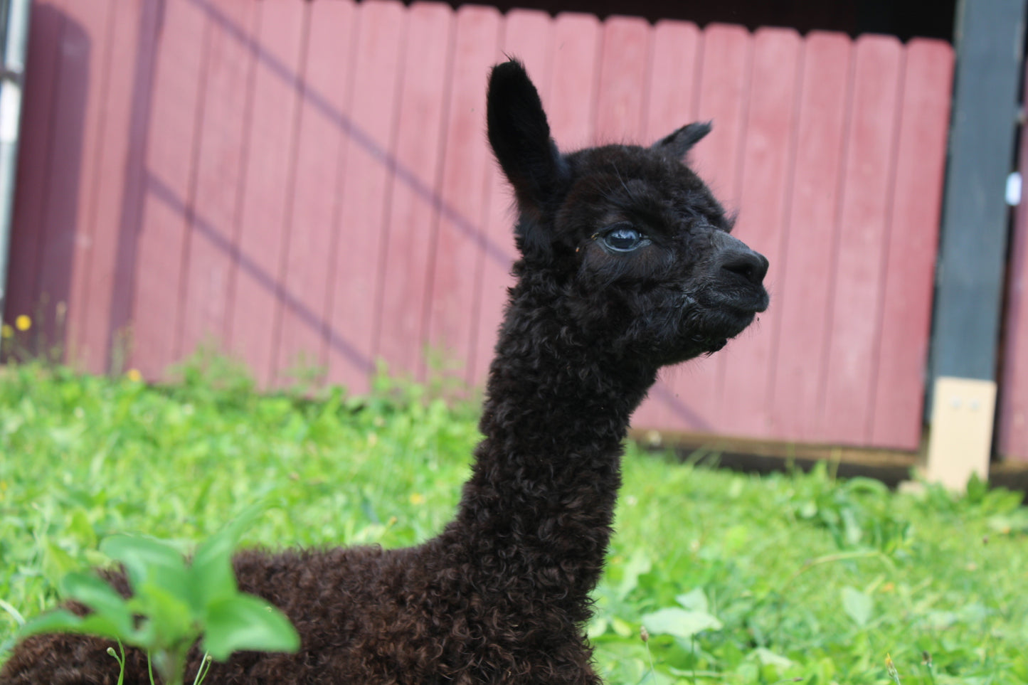 Noble Andean Midnight du DNA