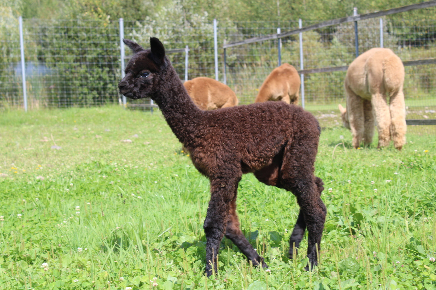 Noble Andean Midnight du DNA