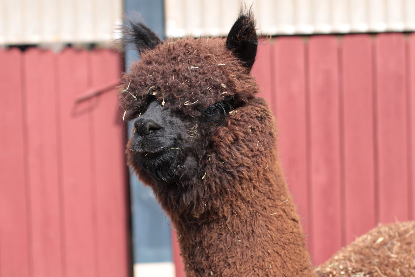 Noble Andean Midnight du DNA