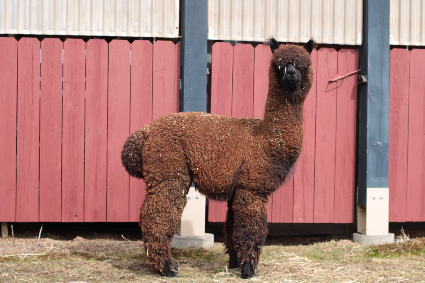 Noble Andean Midnight du DNA