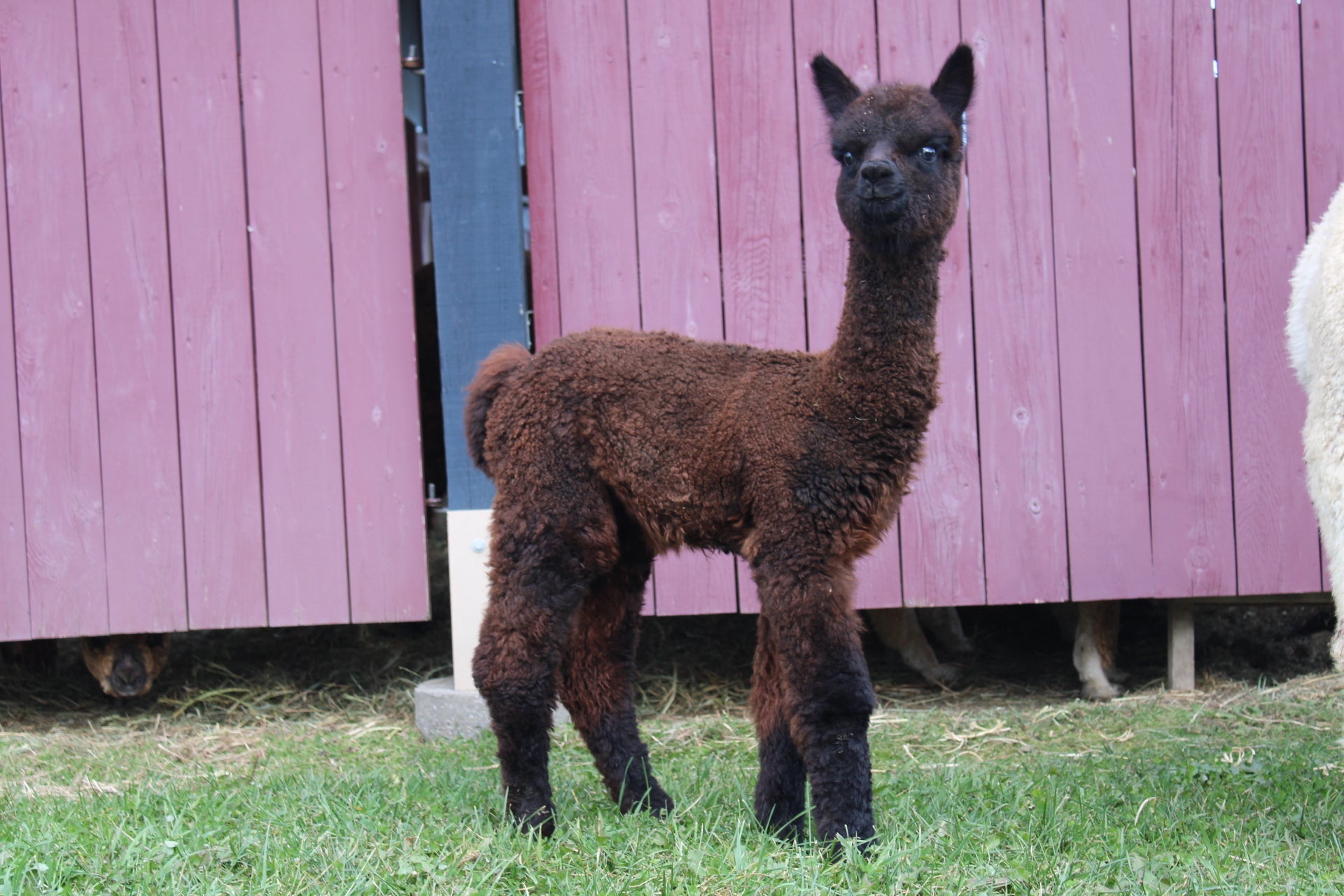 Noble Andean Midnight du DNA Domaine des Nobles Alpagas