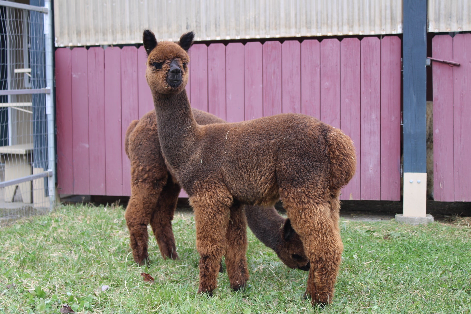 Noble Amaretto du DNA Domaine des Nobles Alpagas