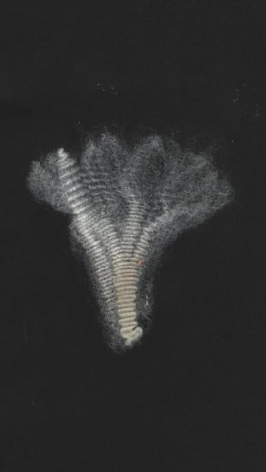 3ème toison