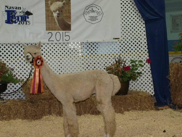 Champion Couleur - Navan Fair 2015