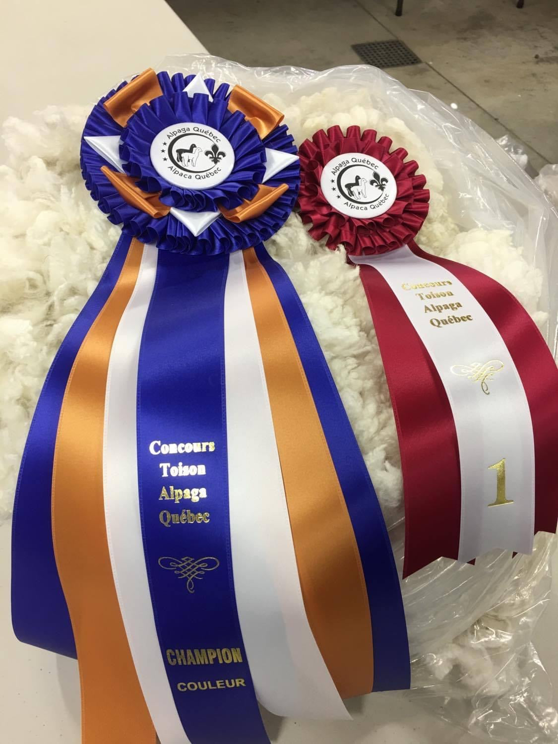 Champion Couleur - Alpaga Québec 2017