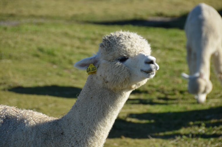 Alpacajoy Excelsior