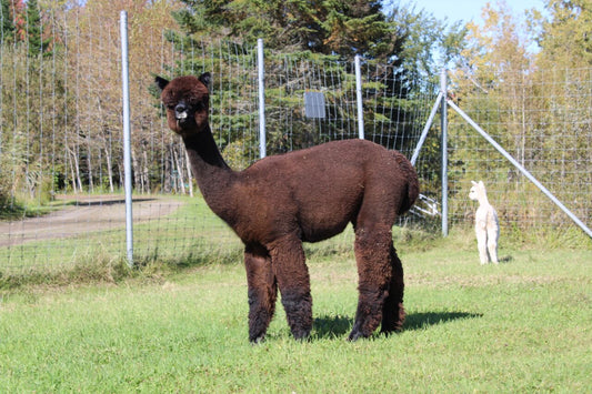 DNA's Miss Andean Shadow