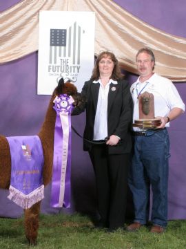 Progéniture - Qolmesa Crystal, Futurity Champion!