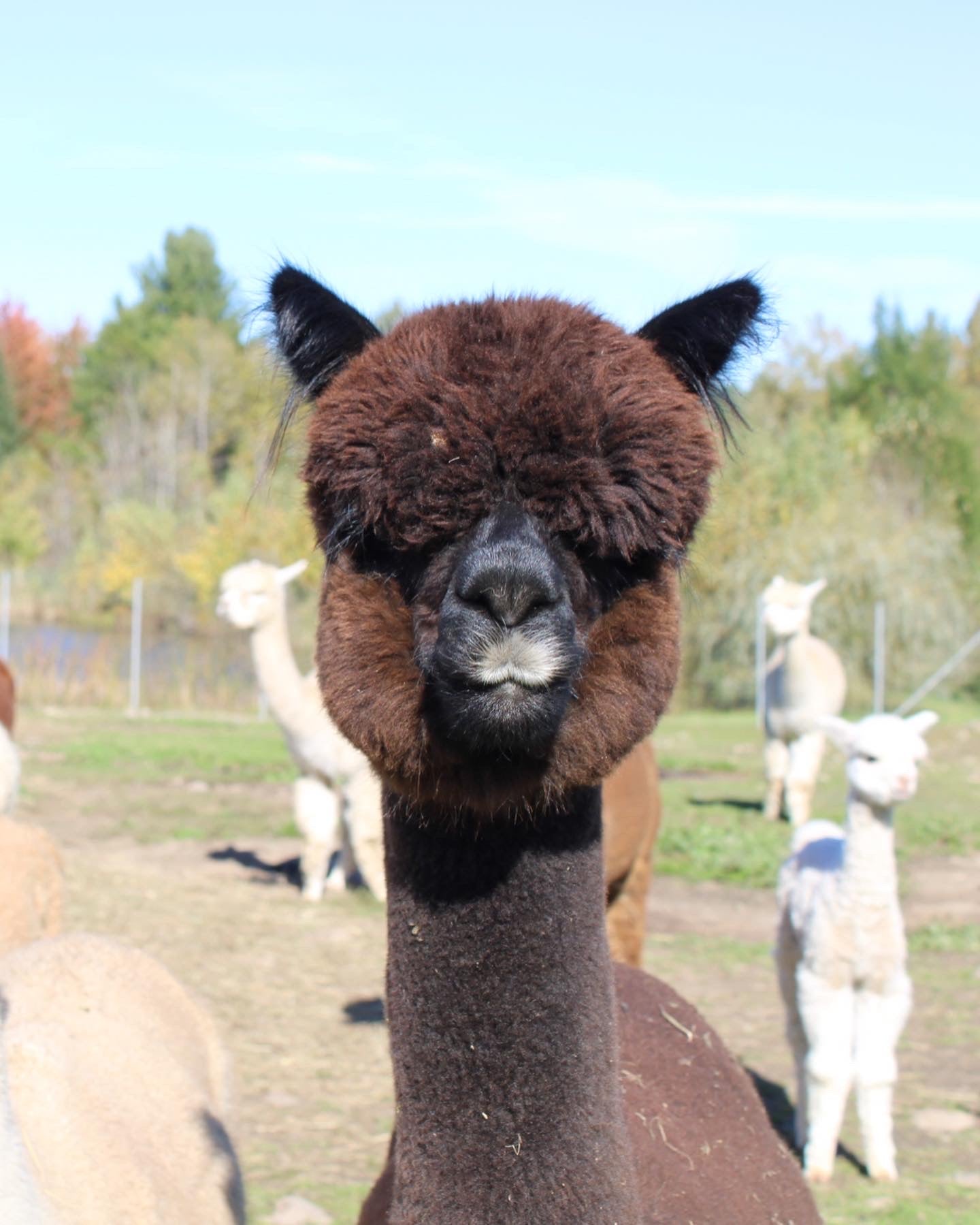 Miss Andean Shadow du DNA