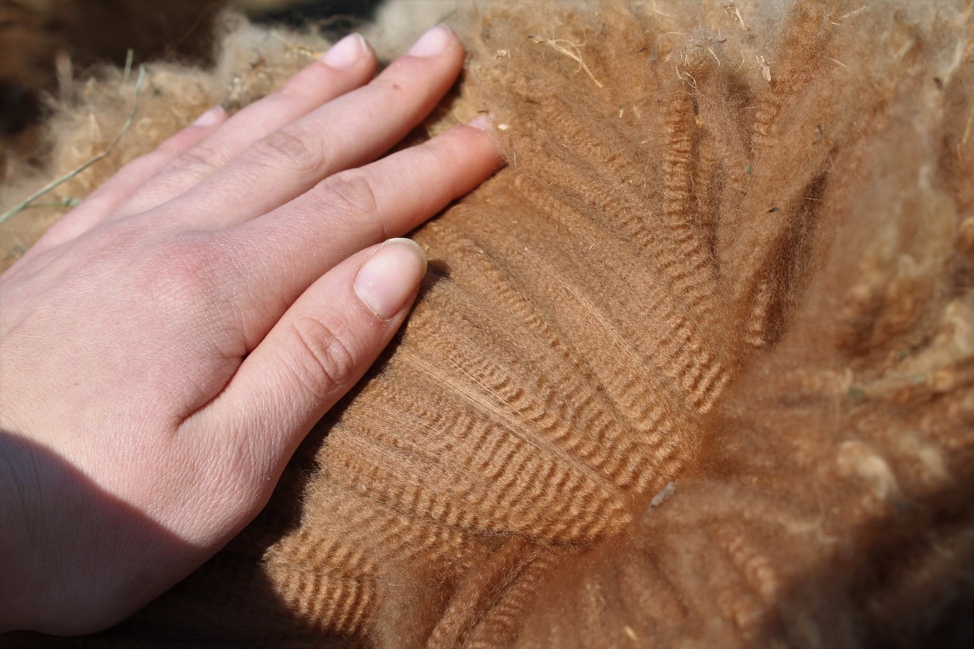 Cria 2019 - Gold N' Roses