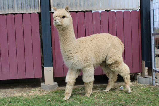 DNA's Miss Andean Sunrise