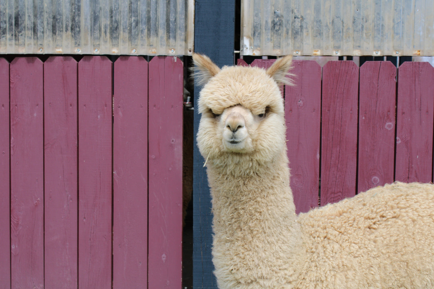Miss Andean Sunrise du DNA