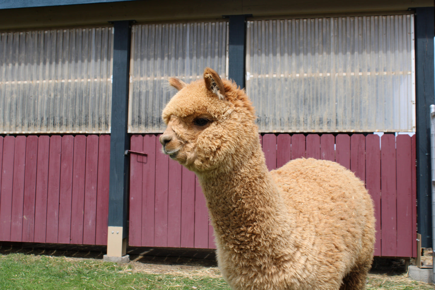 Noble Golden Attraction du DNA