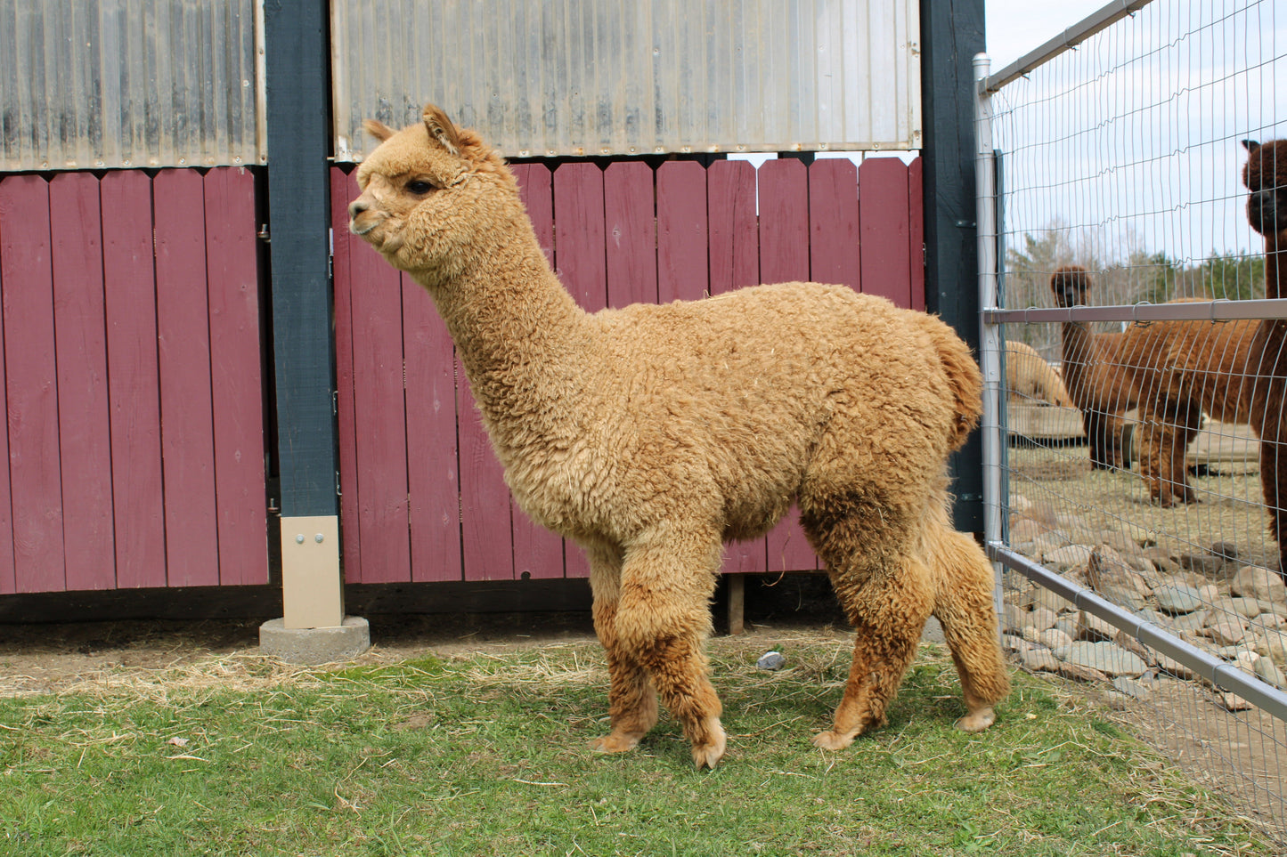 Noble Golden Attraction du DNA