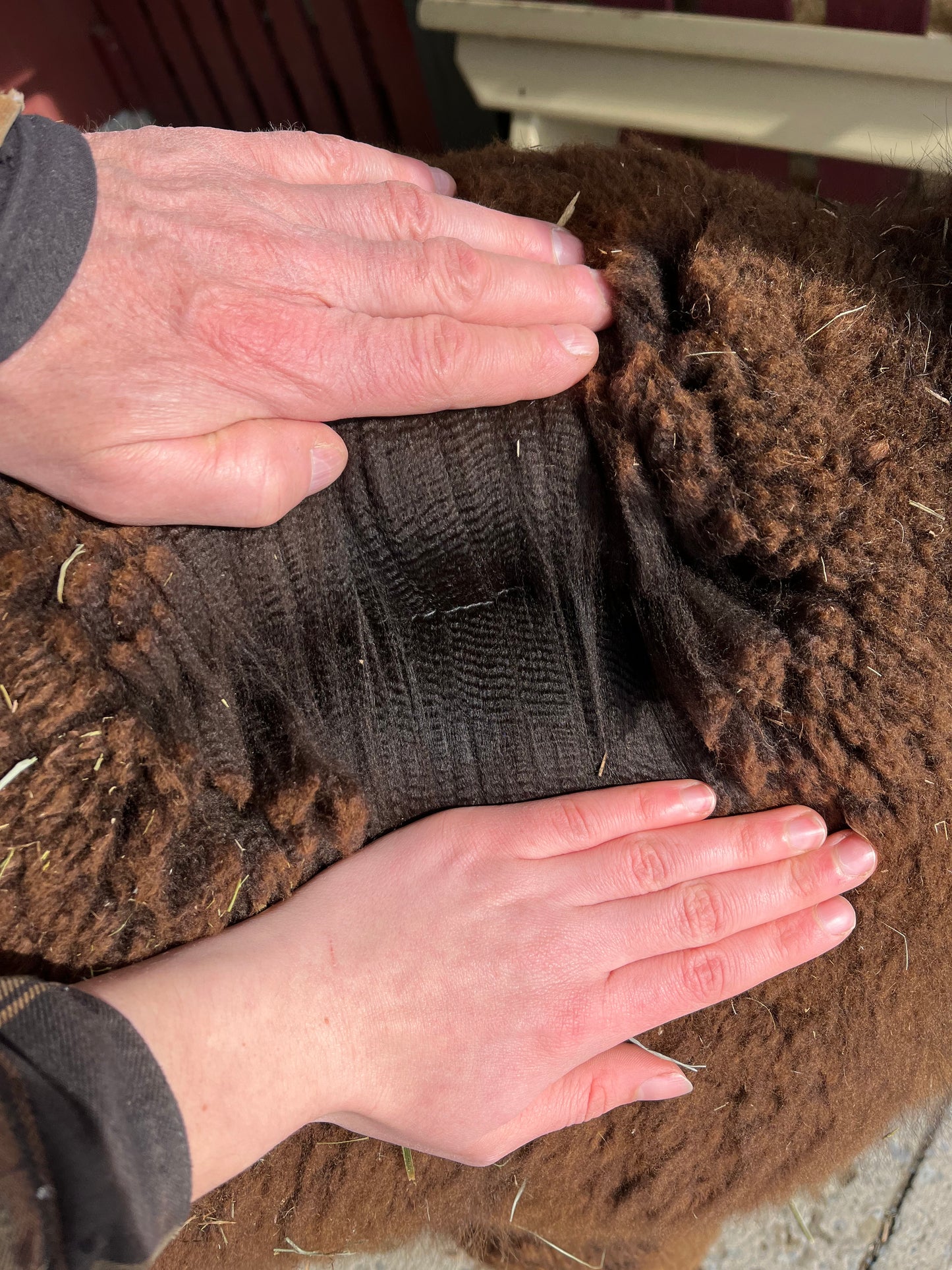 Cria 2020 - Andean Shadow