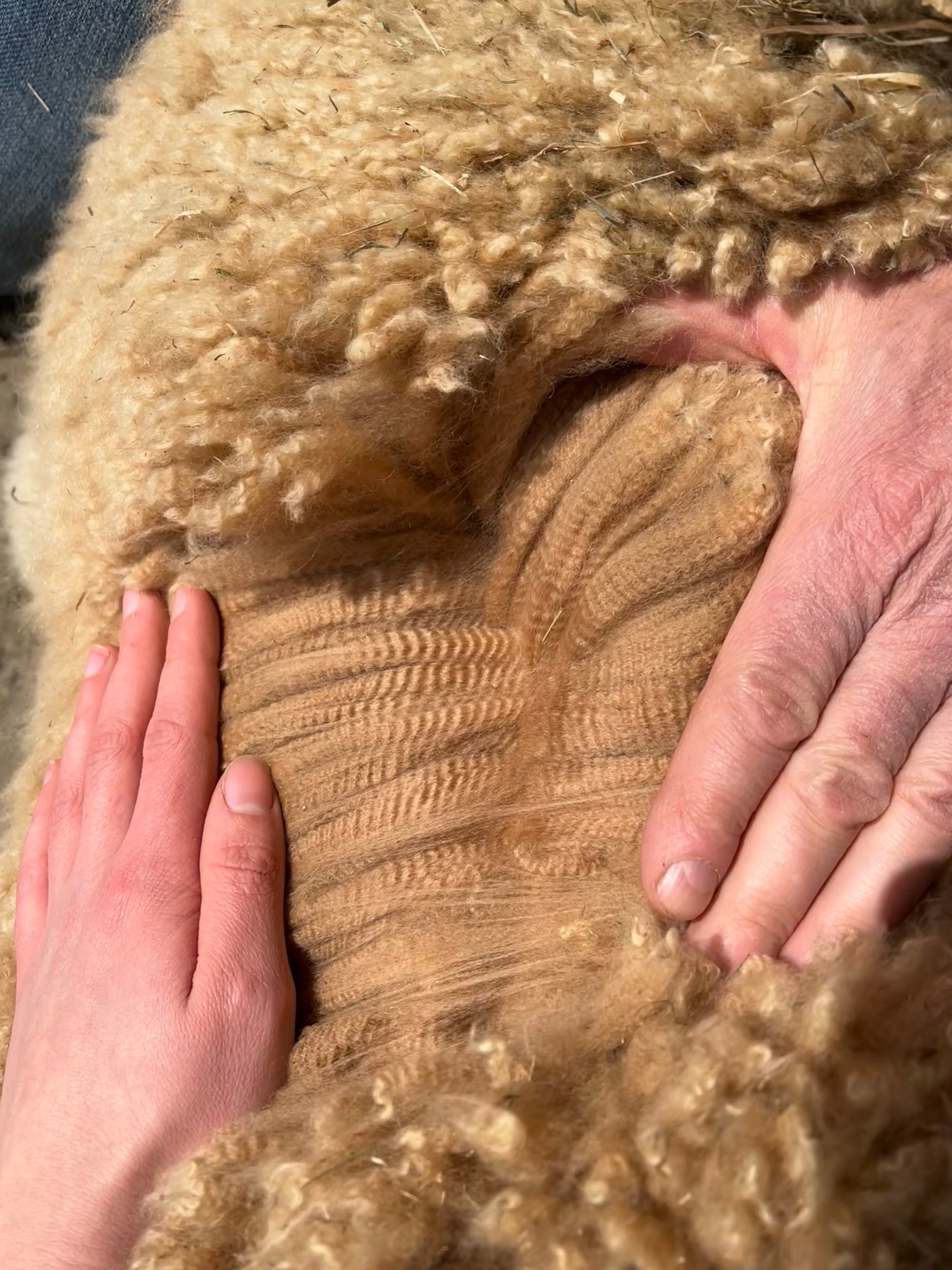 Cria 2021 - Andean Sunrise