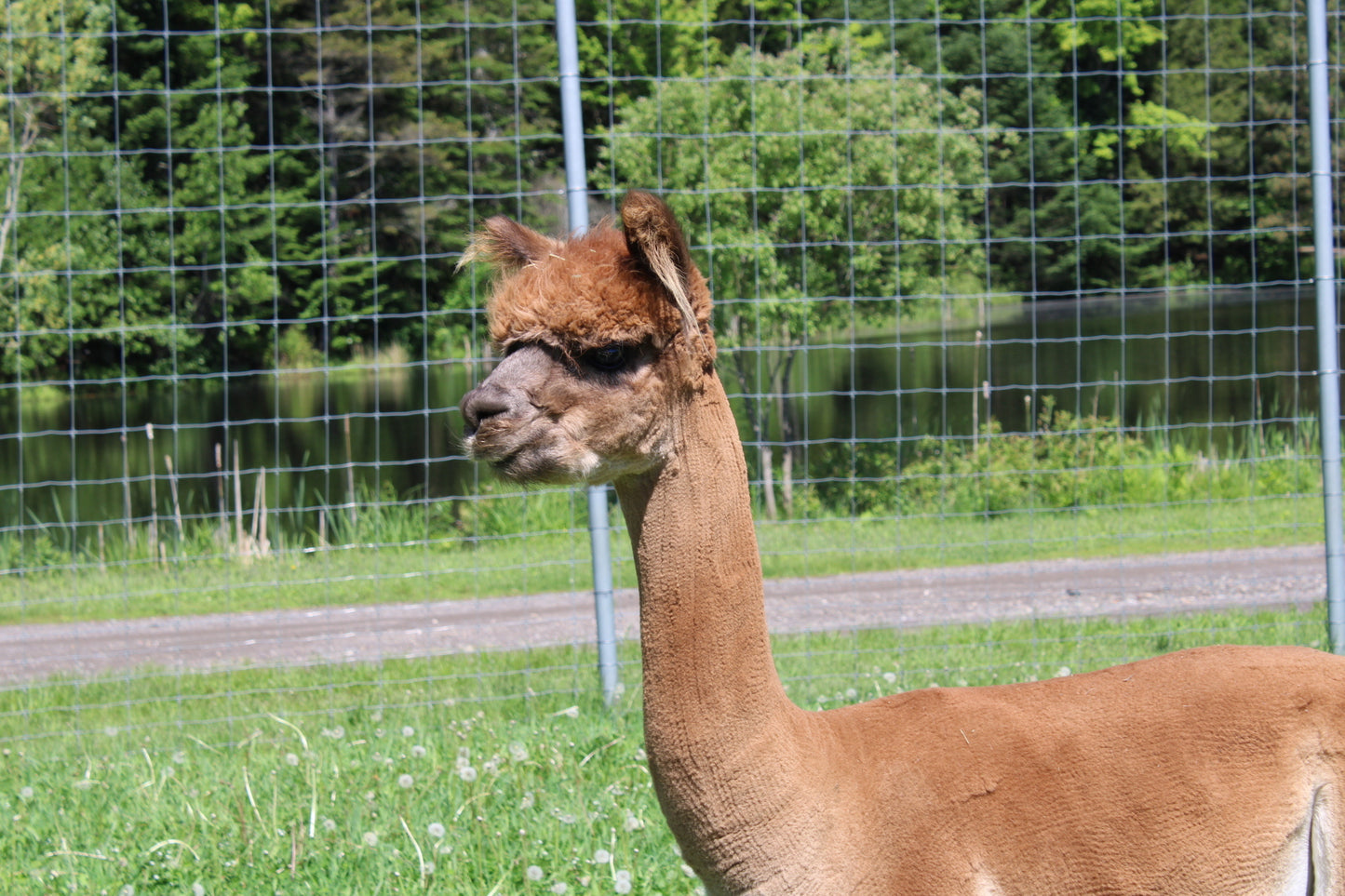 Noble Amilton du DNA
