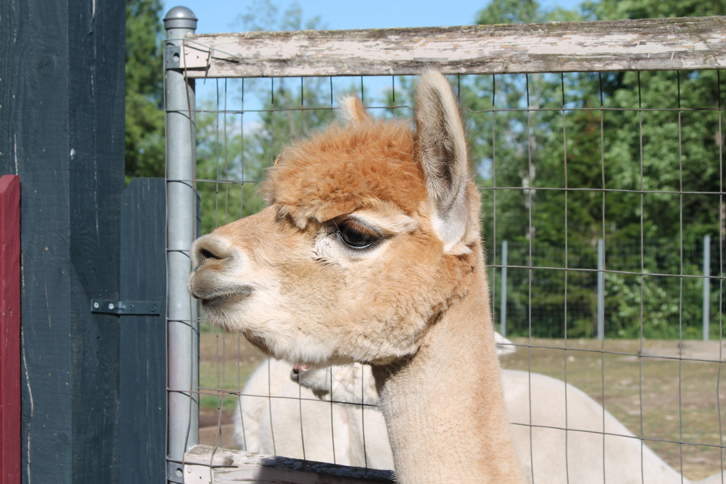 Dame Appy du DNA