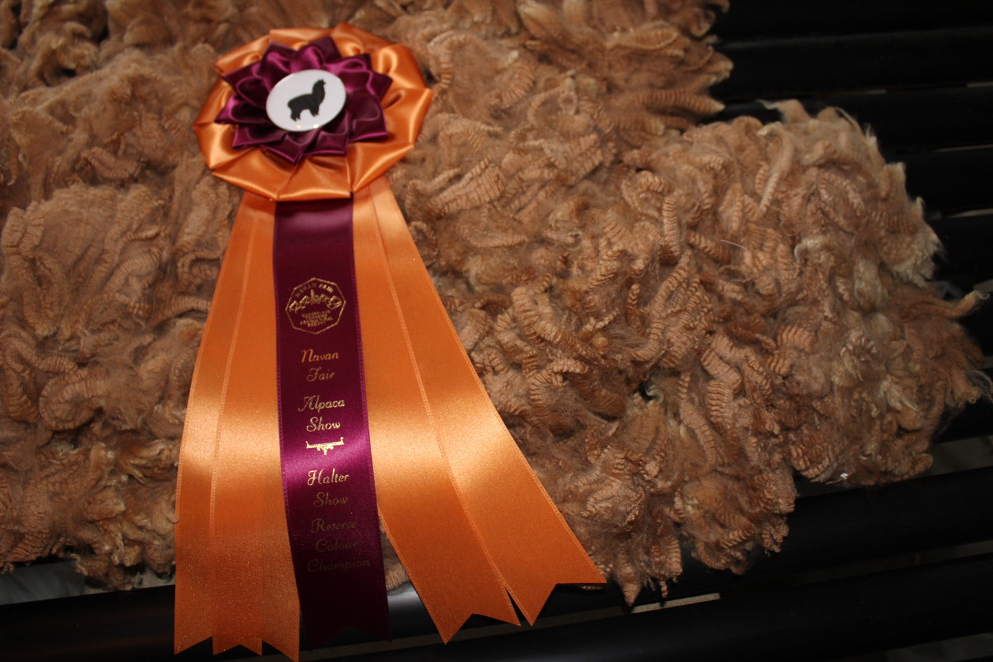 Progéniture - Awaited Heritage Champion Réserve