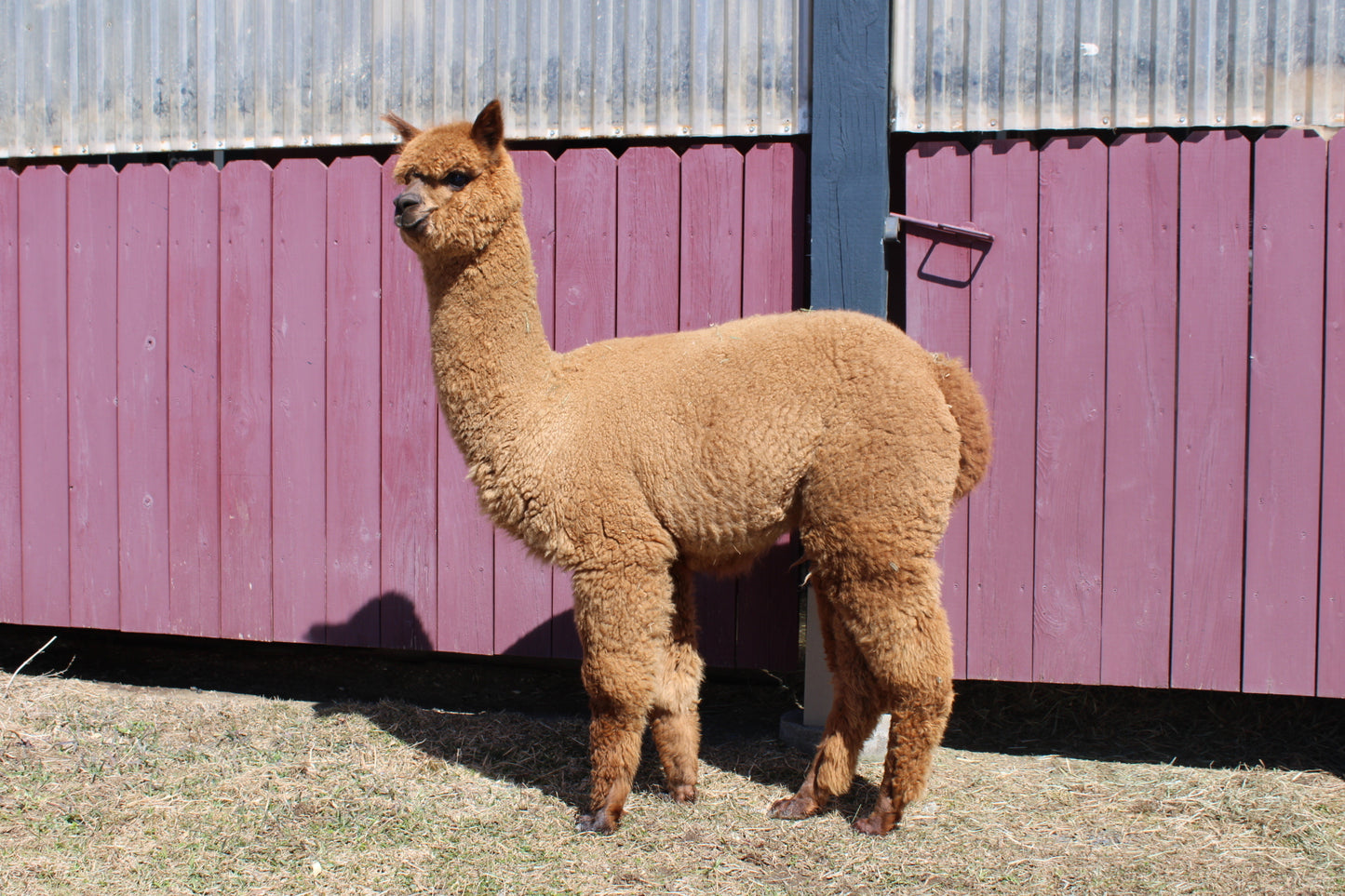 Miss Amulette du DNA