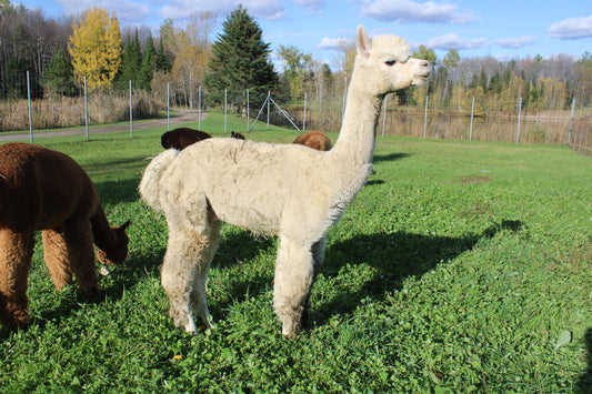 Alpacajoy Excelsior