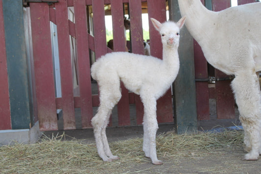 Duchesse Alaska du DNA