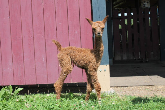 Noble Alfalfa du DNA