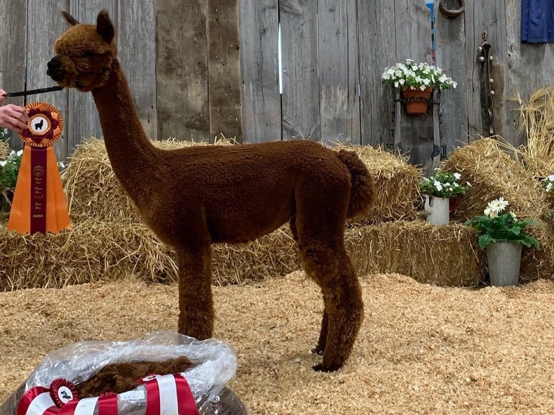 Alpaga A Wanted Man's Moka of DNA