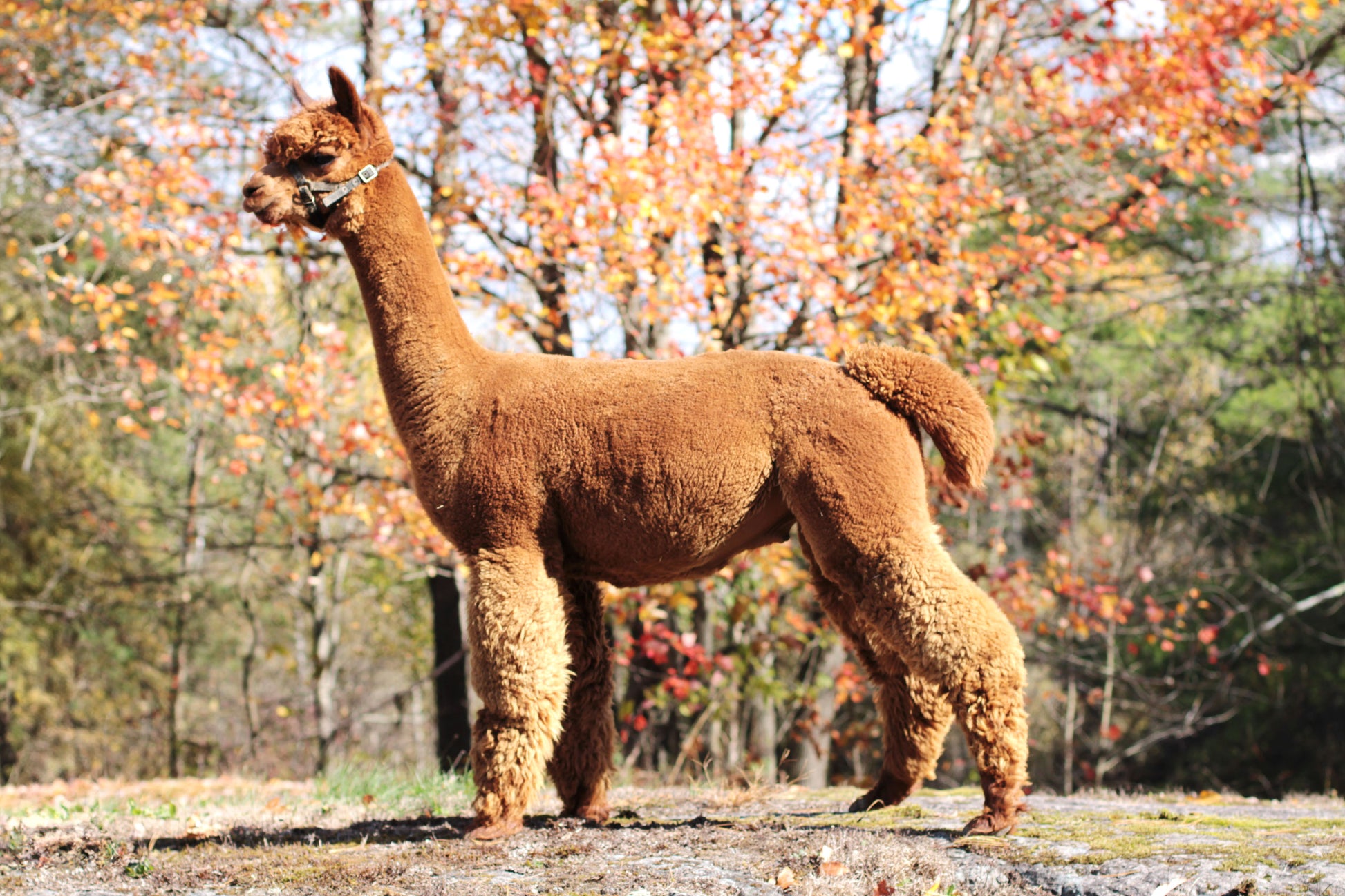 Alpaga A Wanted Man's Zephyr