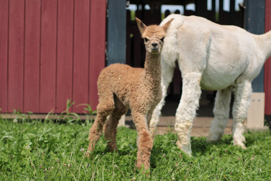 Alpaga Noble Aerosmith du DNA