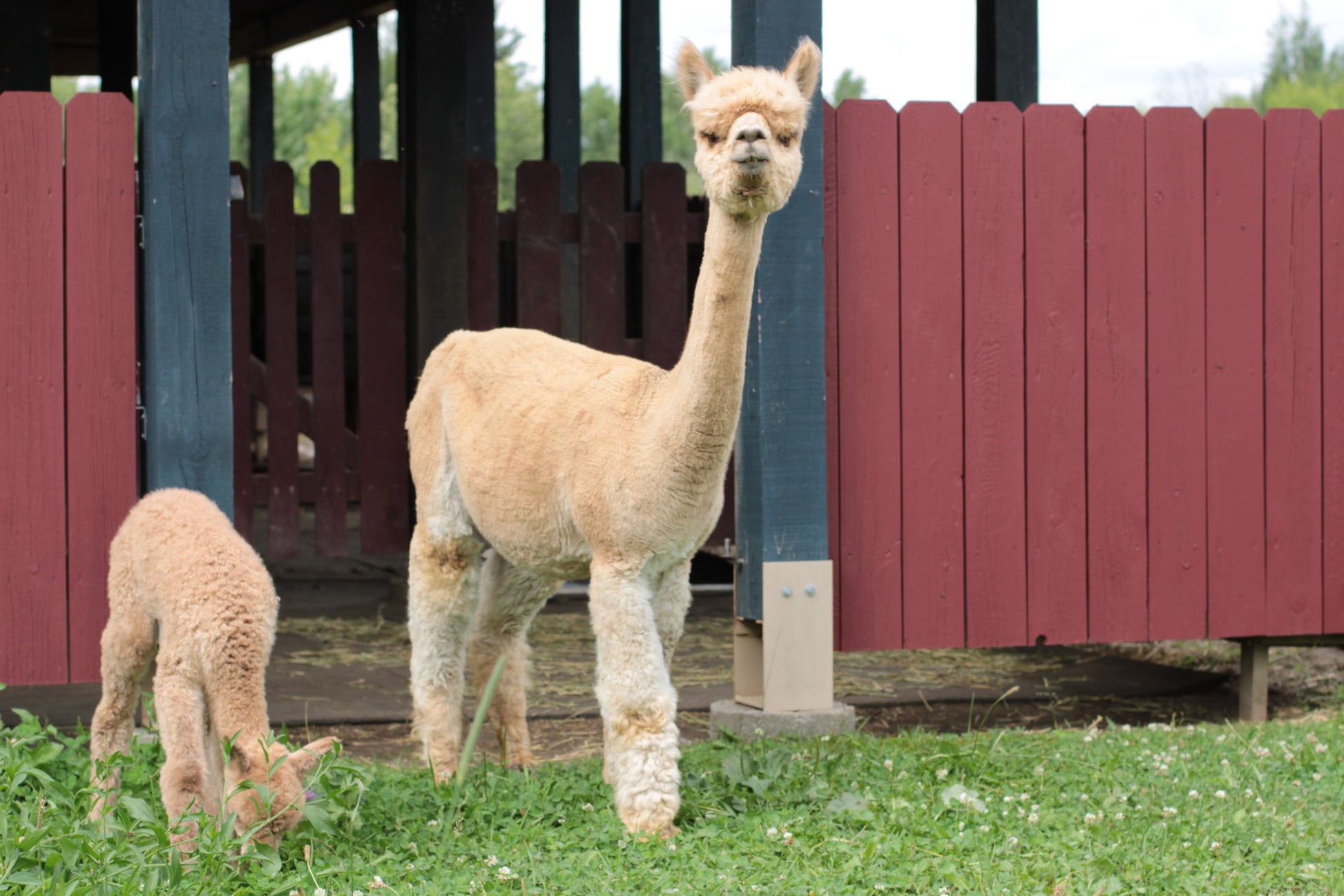 Alpaga Ariya Everlasting's Cybele DNA