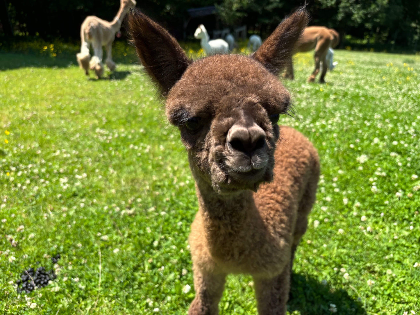 Alpaga Ariya GoldenTreasure's Citation du DNA