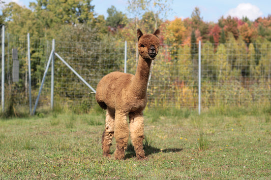 Alpaga Ariya GoldenTreasure's Citation du DNA