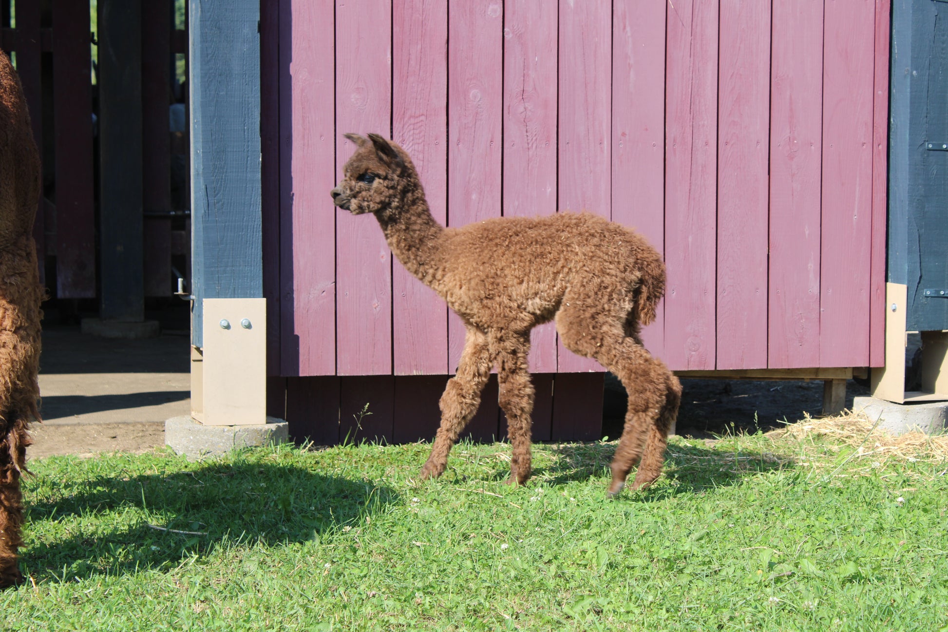 Alpaga Miss Angel Cake du DNA