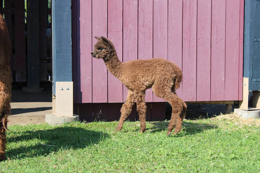 Alpaga Miss Angel Cake du DNA