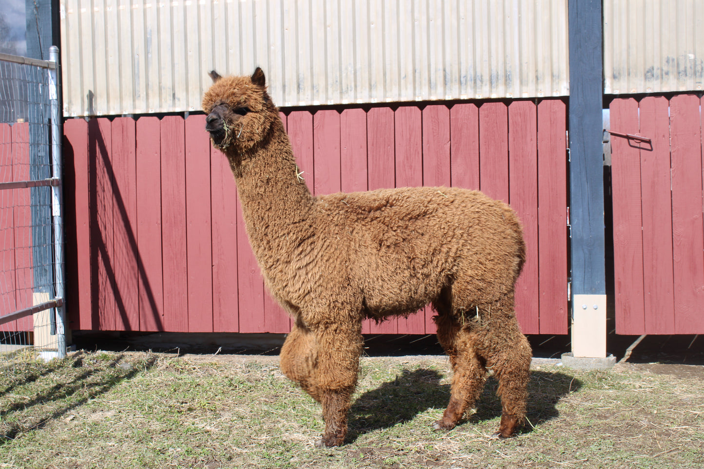 alpaga Miss Angel Cake du DNA