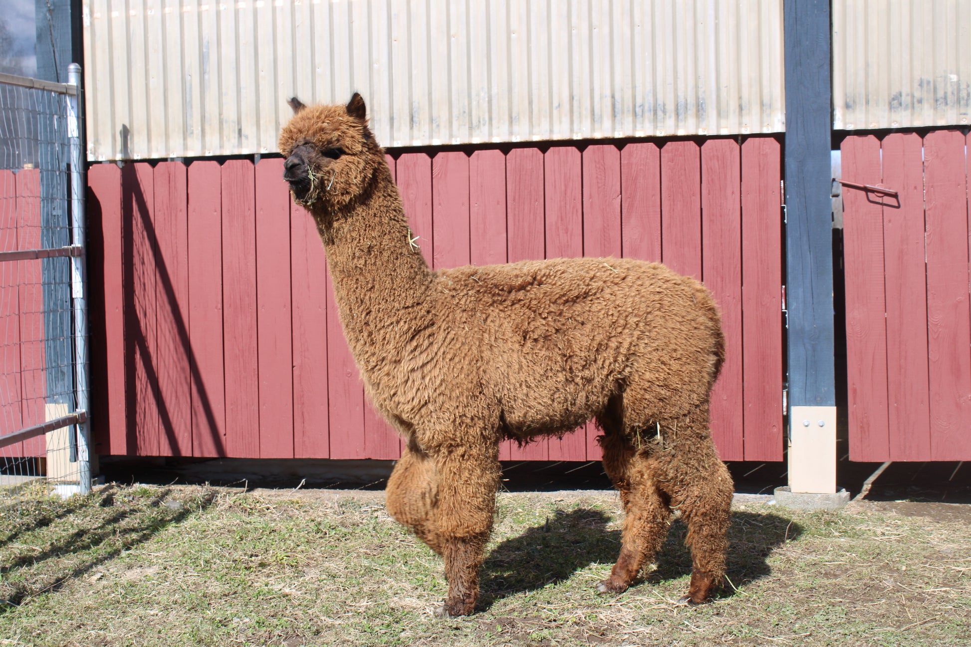 alpaga Miss Angel Cake du DNA