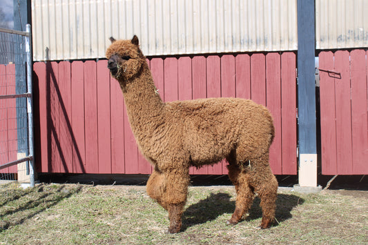 alpaga Miss Angel Cake du DNA