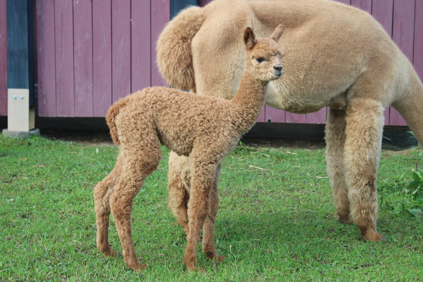 Alpaga Miss Appyness du DDNA