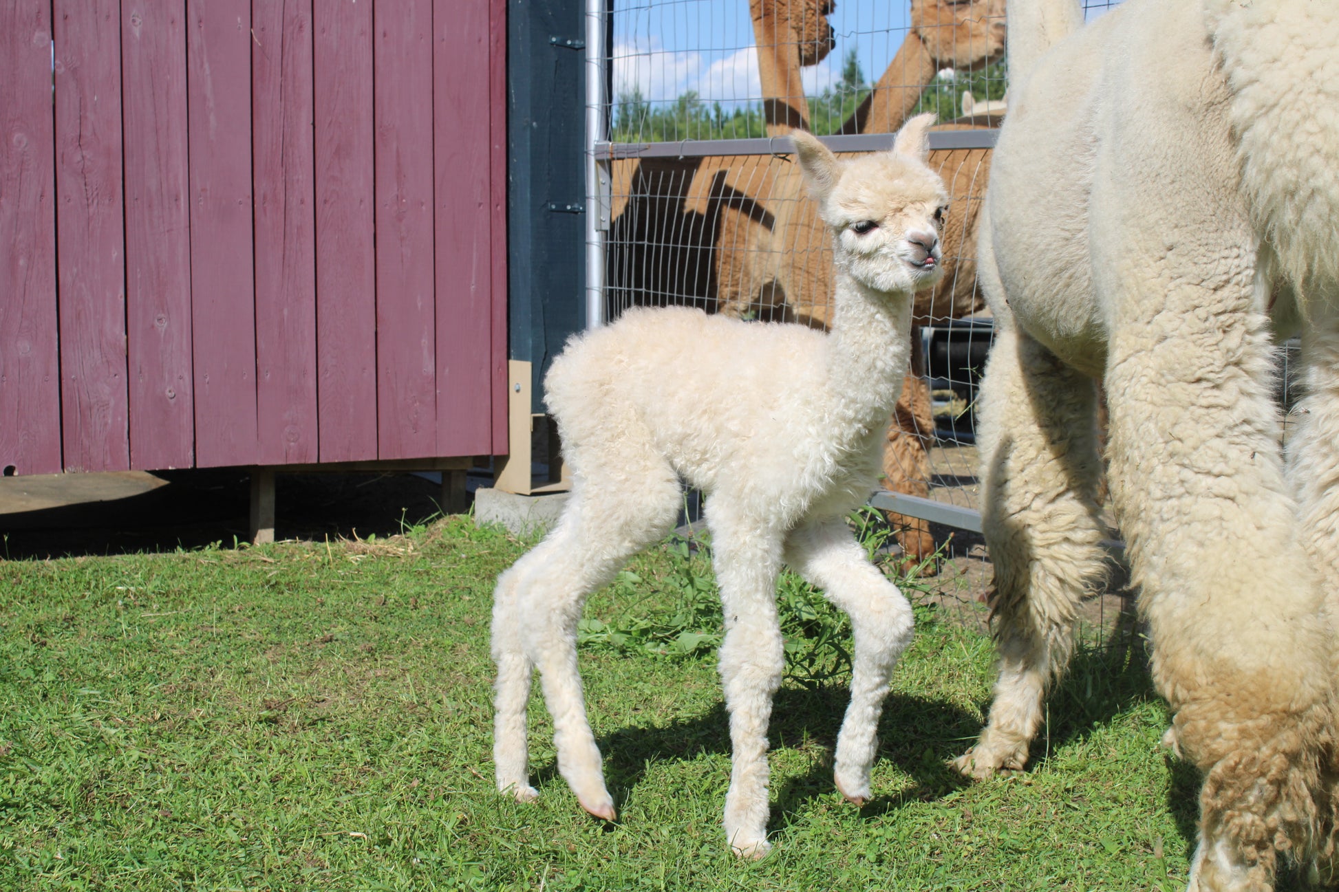 Alpaga Miss Artemisa du DNA