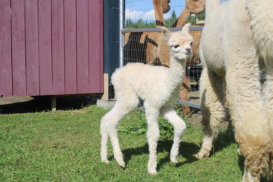 Alpaga Miss Artemisa du DNA