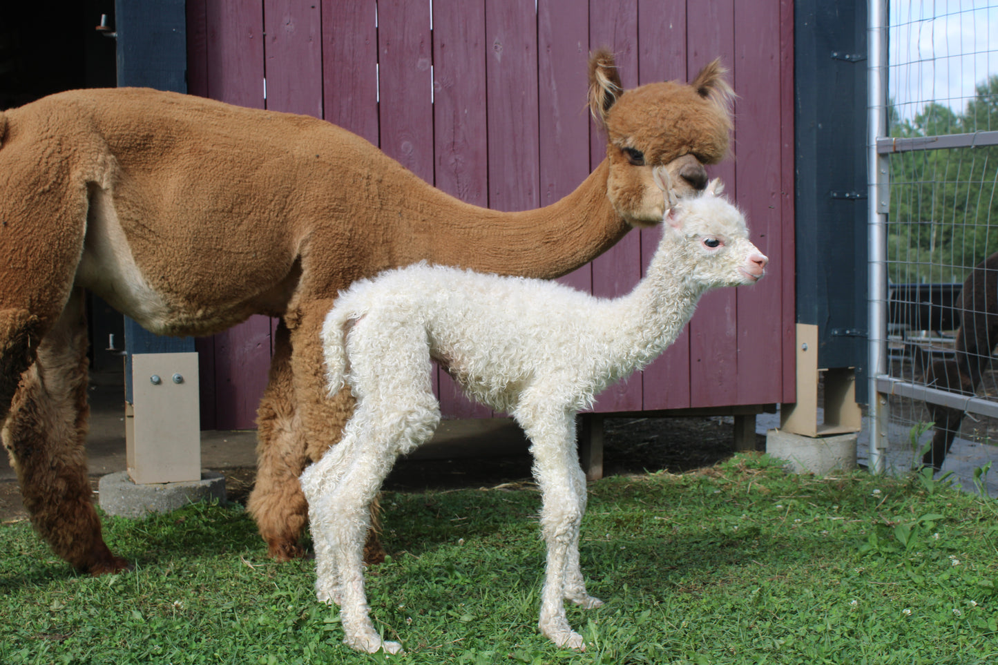 Alpaga Miss Ascente du DNA