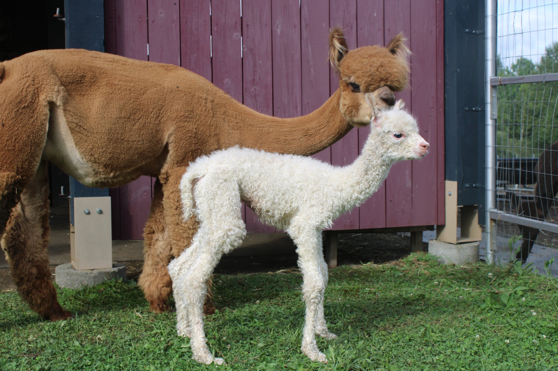 Alpaga Miss Ascente du DNA