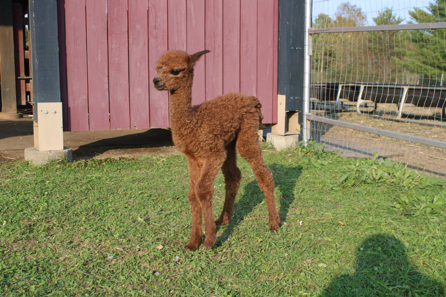 Alpaga Miss Aulympia du DNA