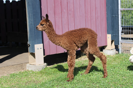 Alpaga Miss Aupéra du DNA